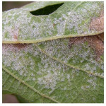 AGRO Plíseň STOP RTD- 500ml