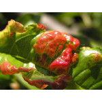 AGRO Kadeřavost STOP ošetření broskvoní- 2x10g