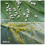 AGRO Mšice-Molice STOP- 2x1,8g 