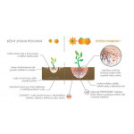 Algavit přírodní stimulátor- 100g