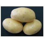 Brambory-sadba-DALI  B-raná- 5kg/bal.