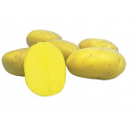 Brambory-sadba-PRINCESS B-raná- 5kg/bal.