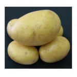 Brambory-sadba-PRINCESS B-raná- 5kg/bal.