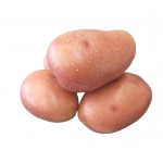 Brambory-sadba-ROSARA A- velmi raná- 5kg/bal.