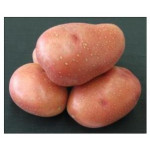 Brambory-sadba-ROSARA A- velmi raná- 5kg/bal.