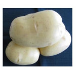 Brambory-sadba-SUNITA-velmi raná A - 5kg/bal.