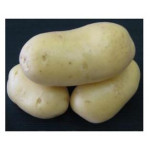 Brambory-sadba-SUNSHINE B-velmi raná- 5kg/bal.